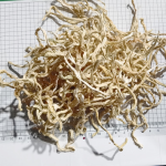 Dried Papaya Manufacturer - Guangxi 500g Sweet Salty Green Ingredients