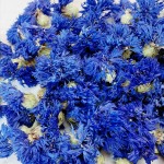 Dried Flowers Manufacturer - High Quality Natural Cornflower Bulk