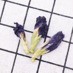 Butterfly Pea Tea Supplier - Color-Changing Herbal Custom Shape