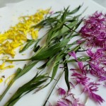 Cornflowers Tea Manufacturer - Organic Dried 4 Colors Petal Mix