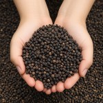 Black Pepper Manufacturer - 100% Organic OEM/ODM Packaging