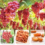 Organic Raisins Supplier - Large Red Seedless Naturally Preserved