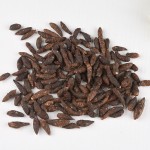 Cyperus Root Supplier - Natural Dried Rhizoma Cyperi Sale