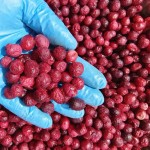 Freeze Dried Cranberry Factory - No Preservative Lyophilized Whole
