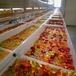 Whey Concentrate Factory - Gym Mass Builder Muscle Recovery Supplement