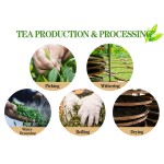 Quality China  Green Tea for Drink