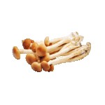 Agrocybe Extract Supplier - Polysaccharide Aegerita Plant Extract