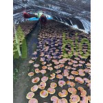 Reishi Capsules Supplier - High Quality 99% Mushroom Extract