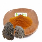 Trametes Extract Factory - ISO Standard Coriolus Versicolor