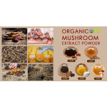 Maitake Extract Factory - OEM Private Label 30-50% Polysaccharides