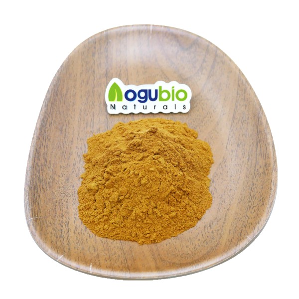 Maitake Powder Manufacturer - 30-50% Polysaccharides Fruiting Body