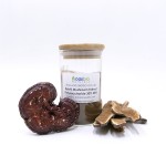 Reishi Extract Powder Factory - Natural Mushroom Extract Powder