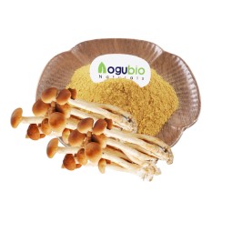 Agrocybe Extract Supplier - Polysaccharide Aegerita Plant Extract