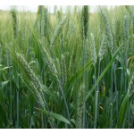 Barley Grass Powder Manufacturer - Organic Certified Cheap Price