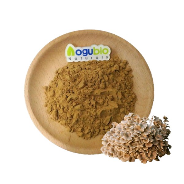 Zhuling Extract Factory - Top Quality 10:1 Polyporus Umbellatus