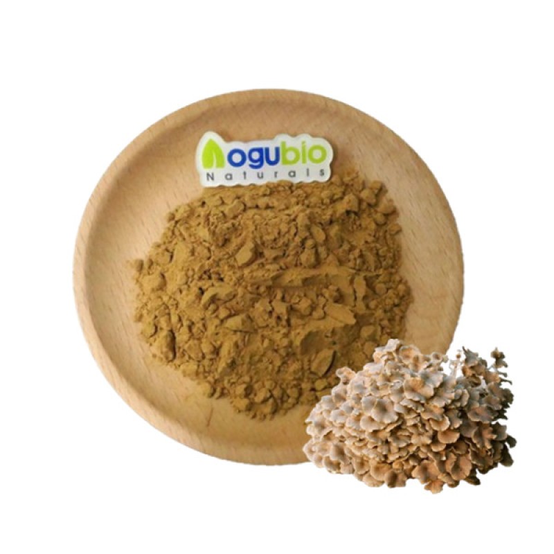 Zhuling Extract Factory - Top Quality 10:1 Polyporus Umbellatus