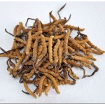 Ganoderma Powder Factory - Broken Spore Powder and Capsules