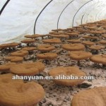 Herbal Tea Supplier - Top Quality Chinese Dried Honeysuckle Loose Tea