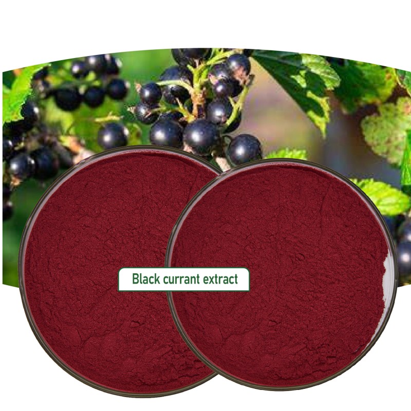 Blackcurrant Powder Manufacturer - OEM Food Grade 100g 25% Anthocyanin