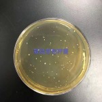 High Quality Bacillus Coagulans China Factory Supply Wholesales With Price Probiotics Feed Additivse for Animal