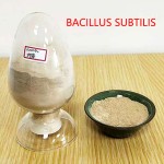 High Quality Bacillus Subtilis Feed Additive China Manufacturer Direct Supply Best Price for Aquaculture 25kg/Bag Probiotics