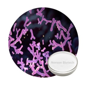 Bifidobacterium Bifidum Probiotic Strain