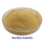 Factory Supply Bacillus Subtilis Bacillus Mucilaginosus Fertilizer for Tomato