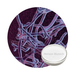 Bifidobacterium Longum Powder for Dietary Supplements