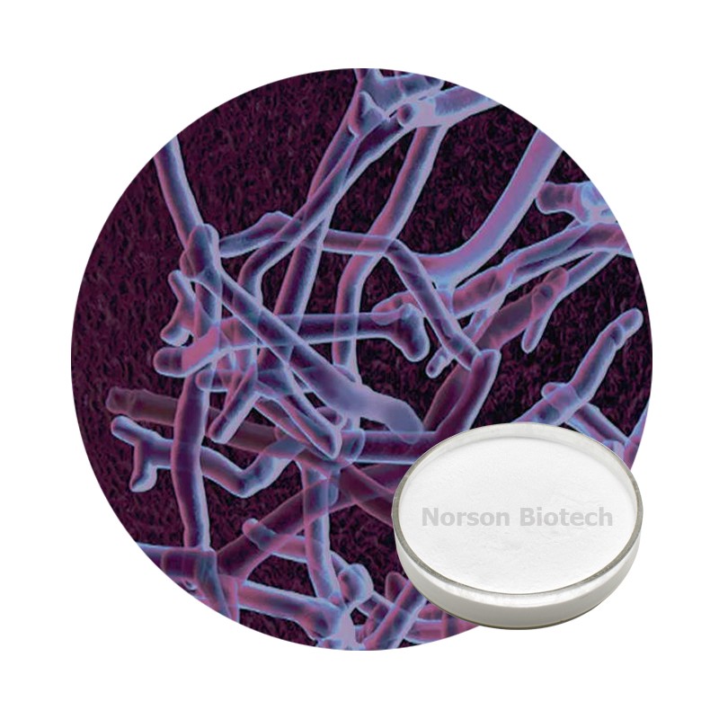 Bifidobacterium Longum Powder for Dietary Supplements