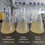 China Manufacturer Direct Supply Bacillus Subtilis Feed Additive for Aquacuture 25kg /Bag