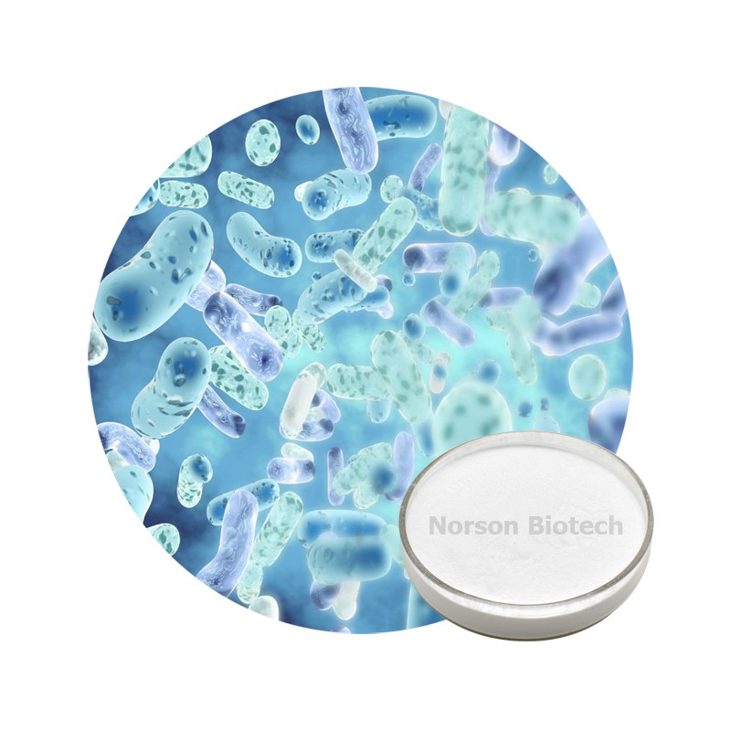 Lactobacillus Casei Probiotic Strain - 200 Billion CFU/g Gut Health Support