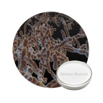 Bifidobacterium animalis for Gut & Immune Health