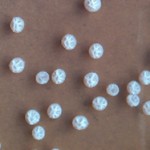 Probiotics Bacillus Licheniformis Bacteria for Aquaculture Animal Feed Additive  Brown Powder
