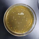 Wholesale White Lactic Acid Bacteria Powdered Probiotics from China Manufacturer Aquaculture Water Quality Purifying Source