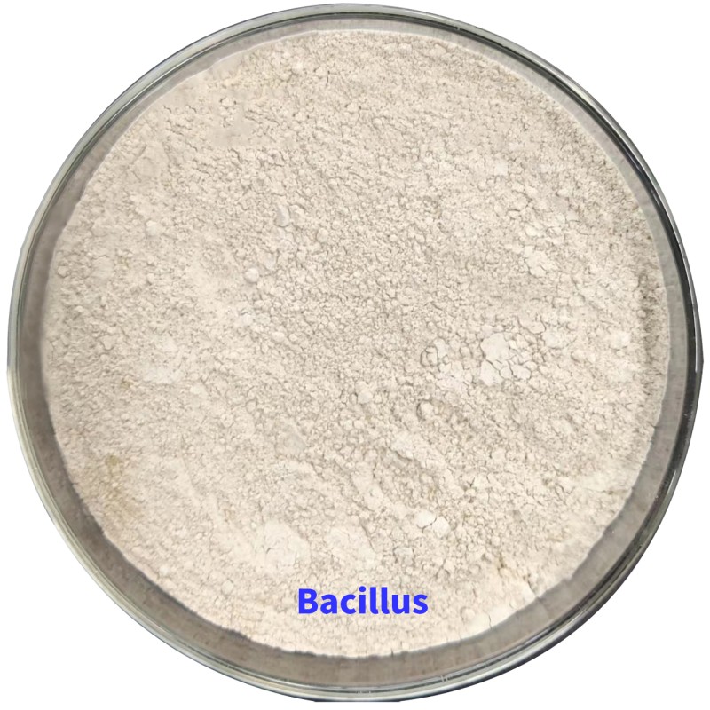 Flexible Production Bacillus Subtilis Liquid Bacillus Megaterium Fertilizantes