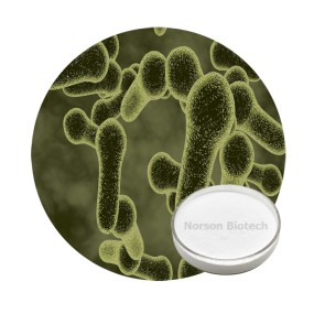 Bacillus Coagulans Probiotic Strain