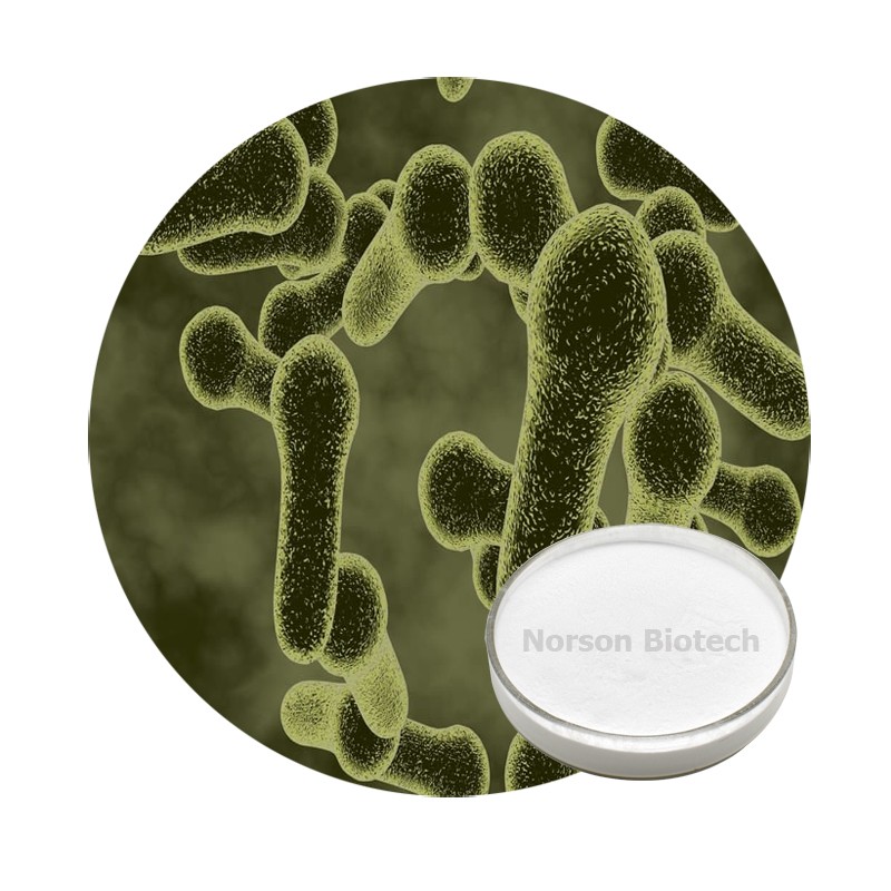 Bacillus Coagulans Probiotic Strain