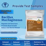 Flexible Production Bacilius Subtilis Bacillus Megaterium Fertilizer for Rice