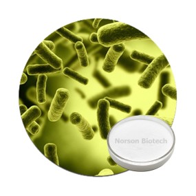 Lactobacillus Johnsonii Powder for Gut Health