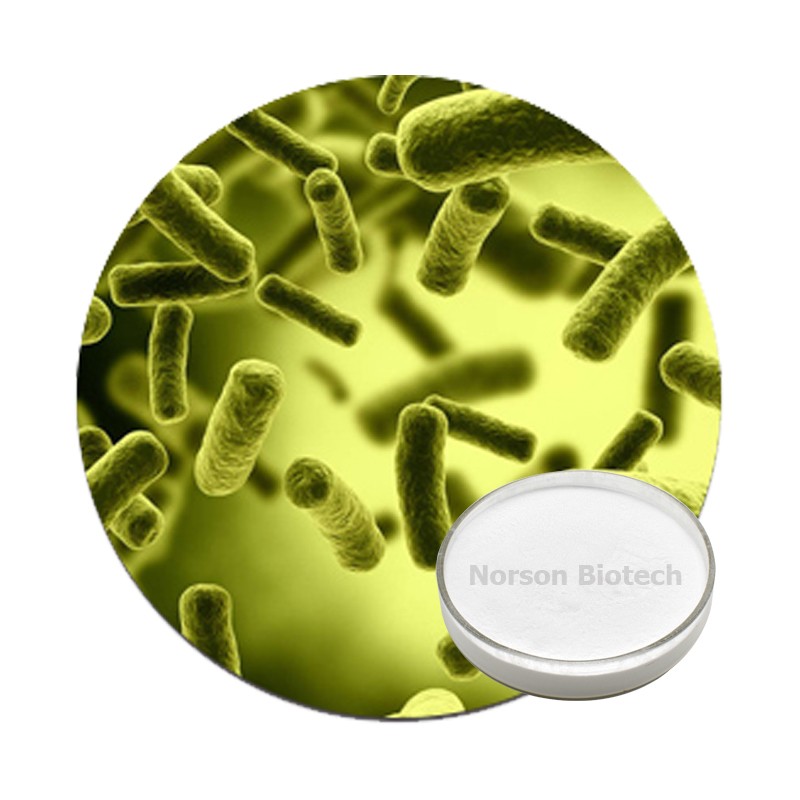 Lactobacillus Johnsonii Powder for Gut Health