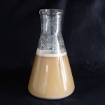 Factory Price Bacillus Subtilis Probiotics 50 Billion Bacteria Strain for Reducing Ammonia Nitrogen & Nitrite Wastewater