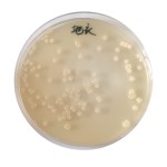 Probiotics Bacillus Licheniformis Bacteria for Aquaculture Animal Feed Additive  Brown Powder