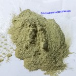 Flexible Production Bacilius Subtilis Bacillus Megaterium Fertilizer for Rice