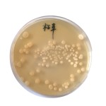Factory Price Bacillus Subtilis Probiotics 50 Billion Bacteria Strain for Reducing Ammonia Nitrogen & Nitrite Wastewater