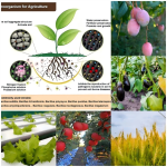 Factory Supply Biofertilizer Bacillus Mucilaginosus Fertilizer Soil  Agro Products