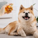 Pet Perfume Manufacturer - Private Label Mild Dog Cologne Long-Lasting Fragrance