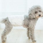 Dog Diaper Manufacturer - OEM ODM Eco Friendly Disposable Bamboo Biodegradable