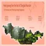 Herbal Panty Liner Factory - 16piece/pack Cotton Antibacterial Ginseng Care