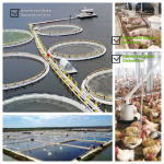 Qualified Potassium Monopersulfate Compound for Water Sterilization CAS No 70693-62-8 Potassium Monopersulfate Compound. Granula