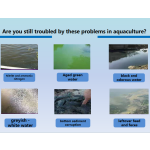 High Quality 50% Potassium Monopersulfate Compound Tablets for Aquaculture Bottom Improvement Water Purification
